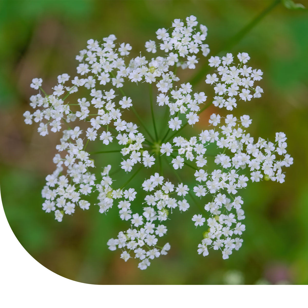 MRS Seeds & Mixtures Petit boucage - Pimpinella saxifraga [fr]