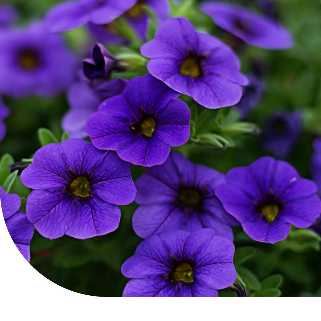MRS Seeds & Mixtures Petunia nana compacta - Alderman