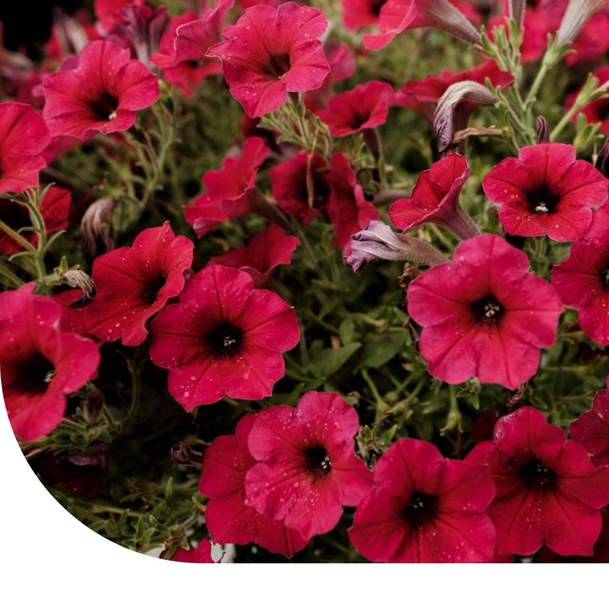 MRS Seeds & Mixtures Petunia nana compacta - Fire Chief