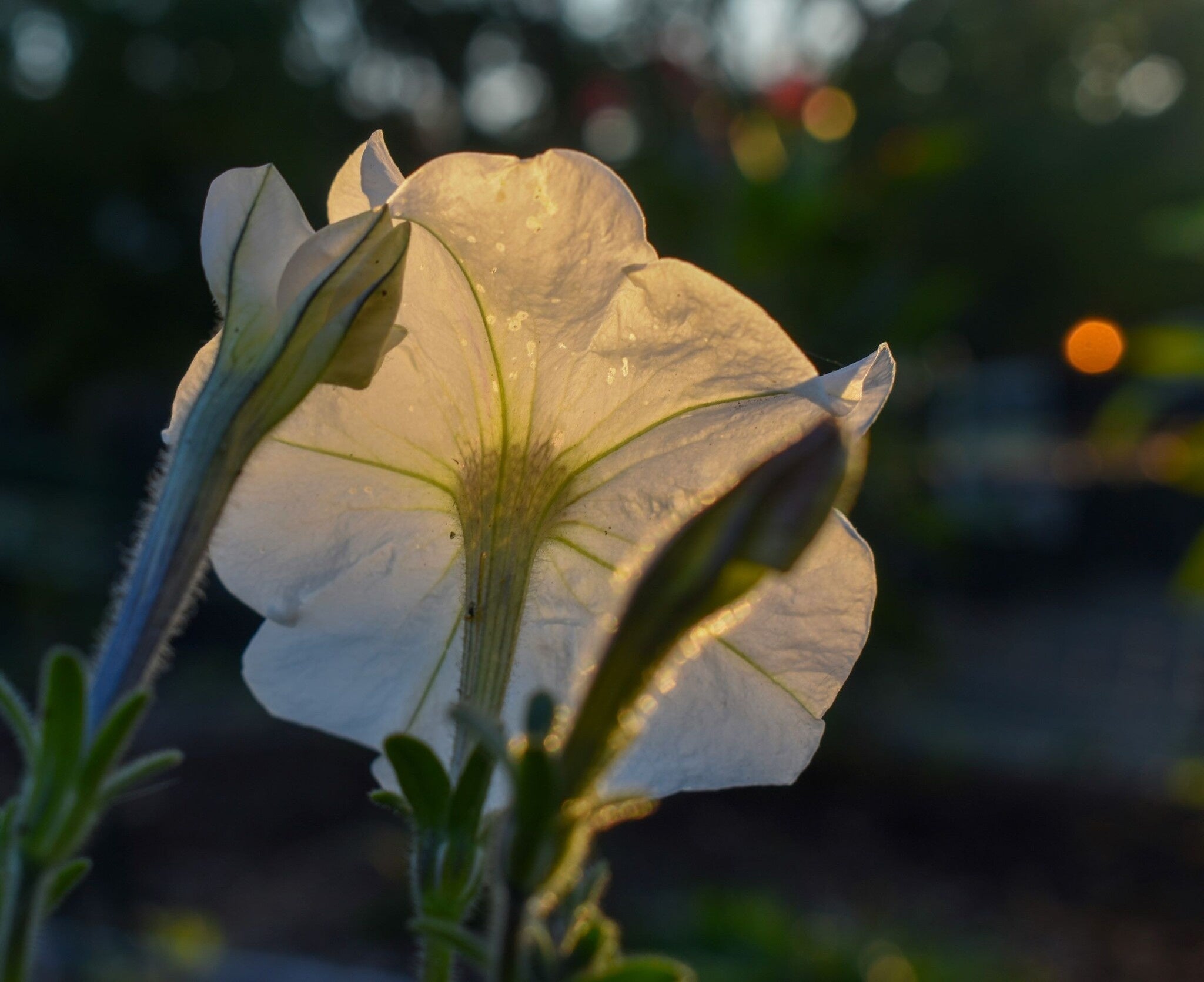 MRS Seeds & Mixtures Petunia nana compacta - Snowball