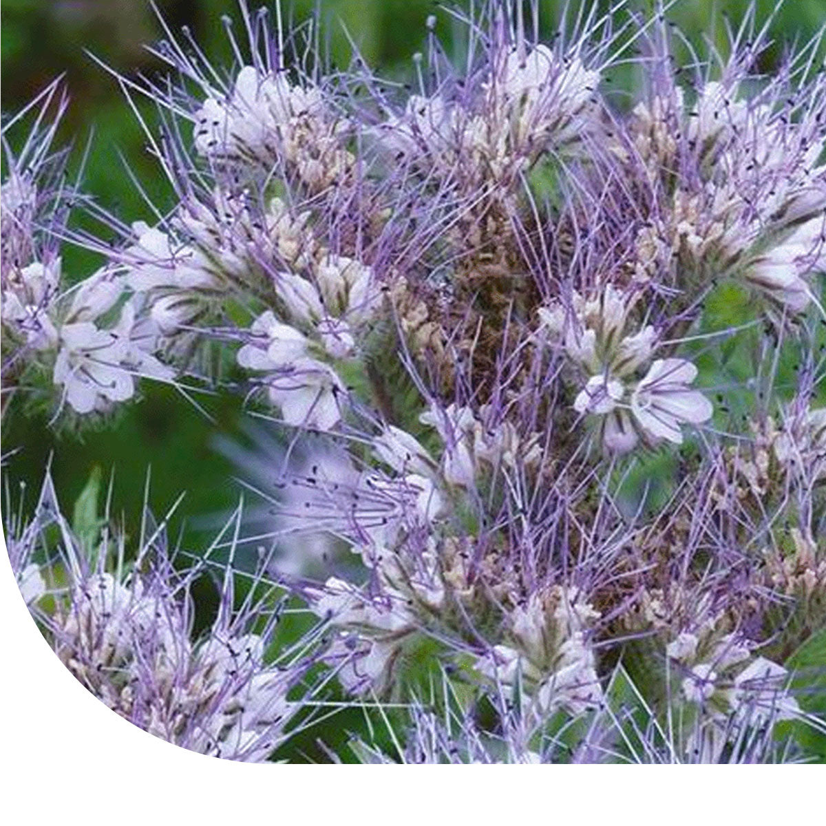 MRS Seeds & Mixtures Phacelia (Bienenfreund) - Phacelia tanacetifolia [de]
