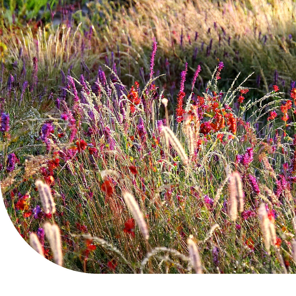 MRS Seeds & Mixtures Prairietuin Compleet