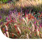 MRS Seeds & Mixtures Prairietuin Compleet