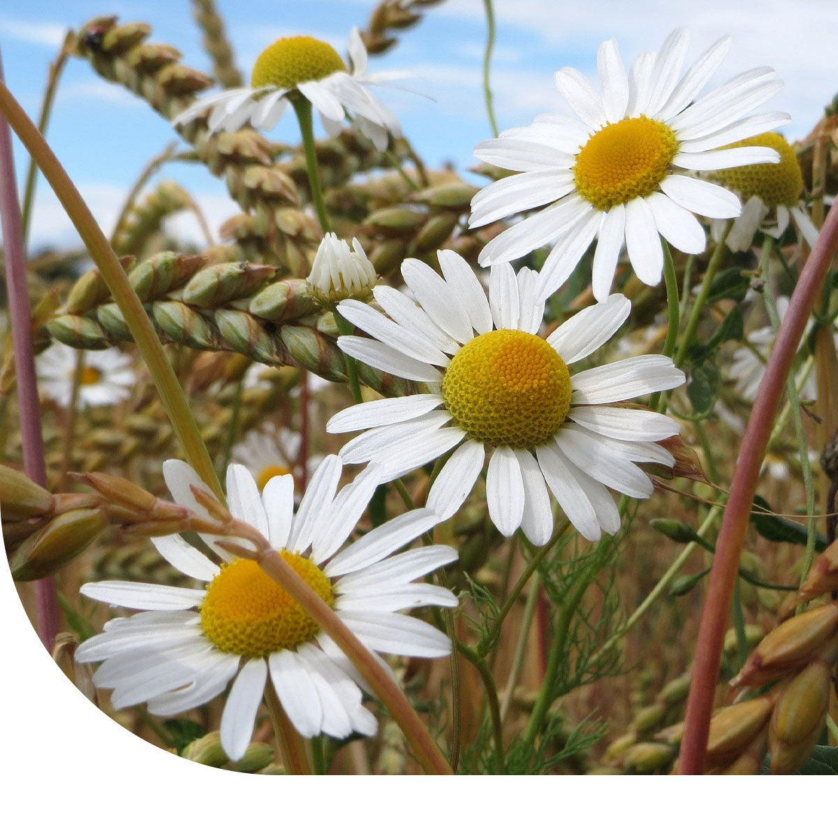 MRS Seeds & Mixtures Reukloze Kamille - Matricaria inodora