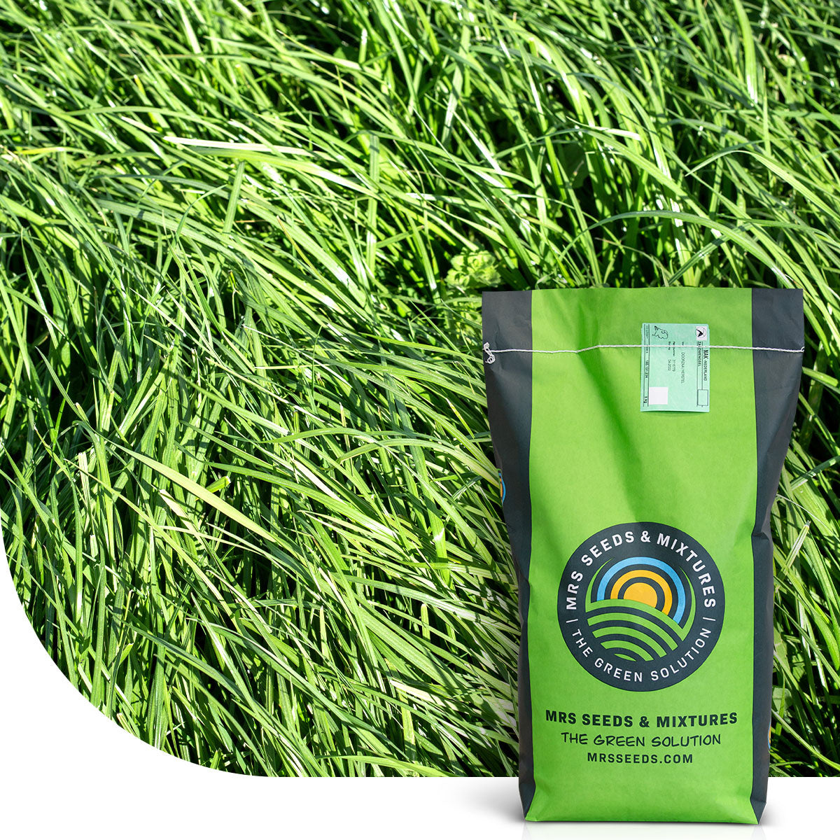 MRS Seeds & Mixtures Rietzwenkgras - Festuca arundinacea