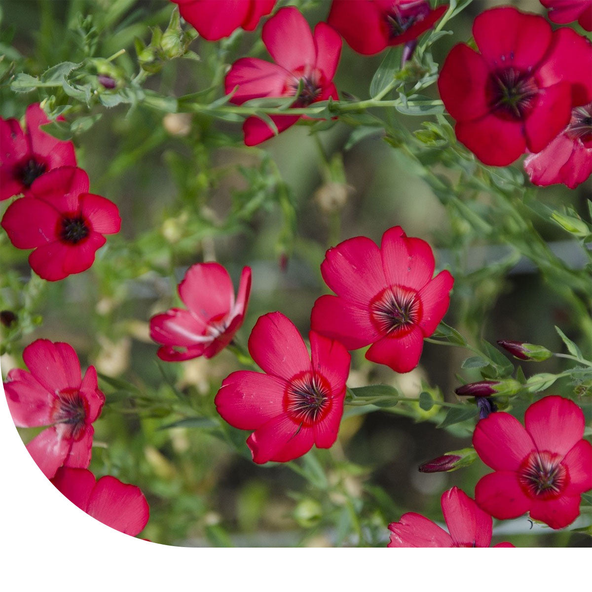 MRS Seeds & Mixtures Rode Vlas - Linum Rubrum Grandiflorum