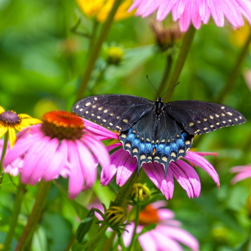 MRS Seeds & Mixtures Rode zonnehoed - 'Echinacea purpurea' 