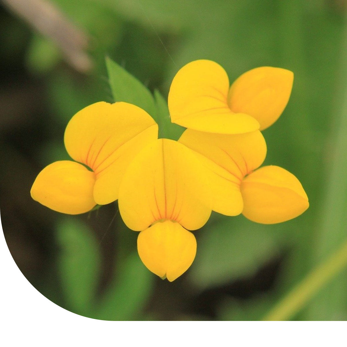 MRS Seeds & Mixtures Rolklaver - Lotus corniculatus