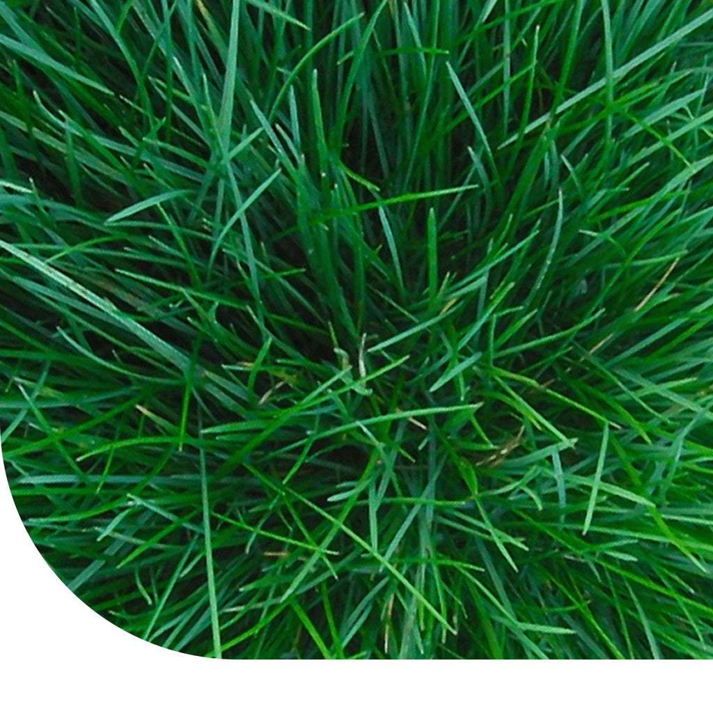 MRS Seeds & Mixtures Roodzwenkgras fijn - Festuca rubra litoralis