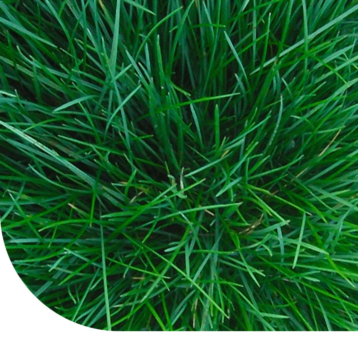 MRS Seeds & Mixtures Roodzwenkgras fijn - Festuca rubra litoralis