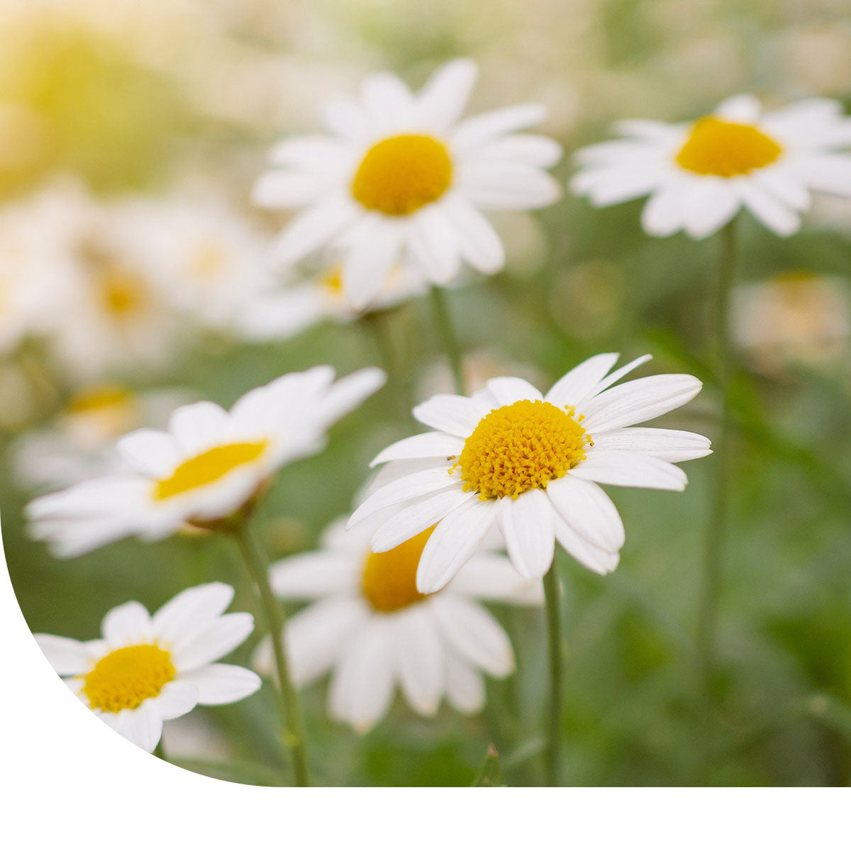 MRS Seeds & Mixtures Roomse kamille - Chamaemelum nobile