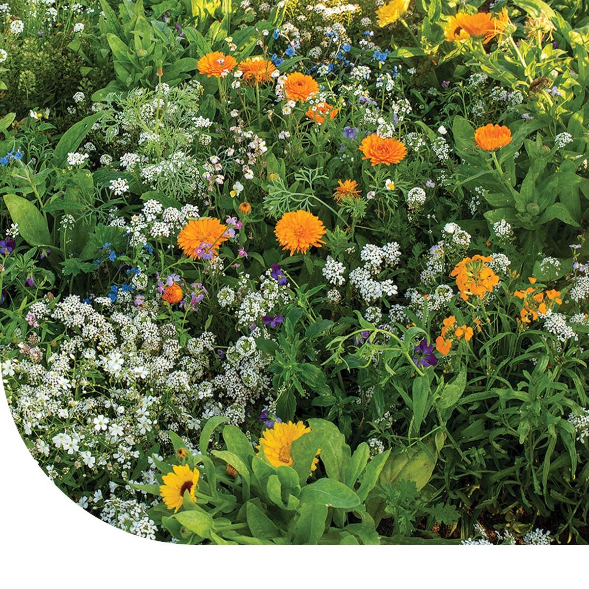 MRS Seeds & Mixtures Rotstuinen bloemenmix 1 jarig