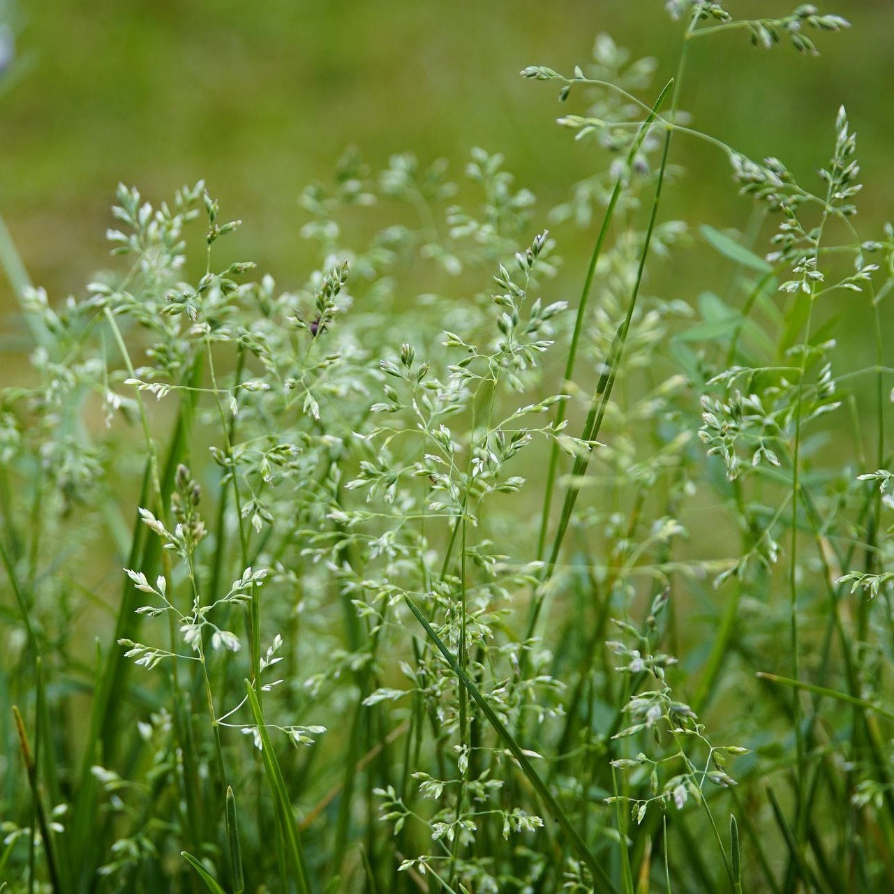 MRS Seeds & Mixtures Ruw Beemdgras - Poa trivialis [nl]