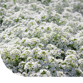 MRS Seeds & Mixtures Schildzaad 'Sneeuwtapijt' - Alyssum Lobularia