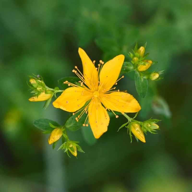 MRS Seeds & Mixtures Sint-janskruid - Hypericum perforatum [nl]