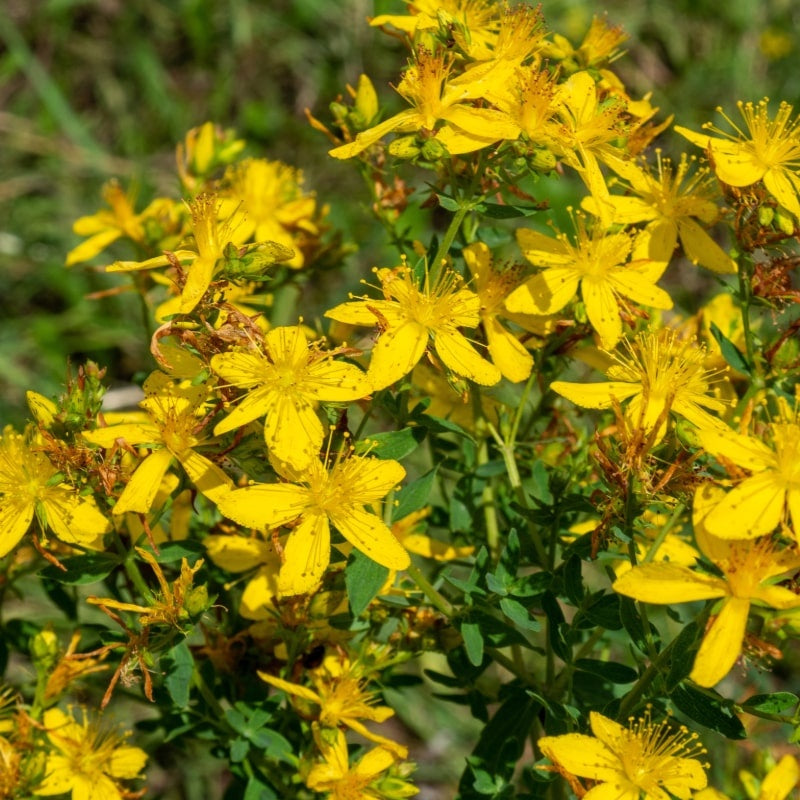 MRS Seeds & Mixtures Sint-janskruid - Hypericum perforatum [nl]