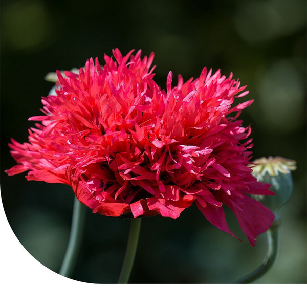 Schlafmohn (gemischt) - Papaver Somniferum  Mulder Retail B.V.