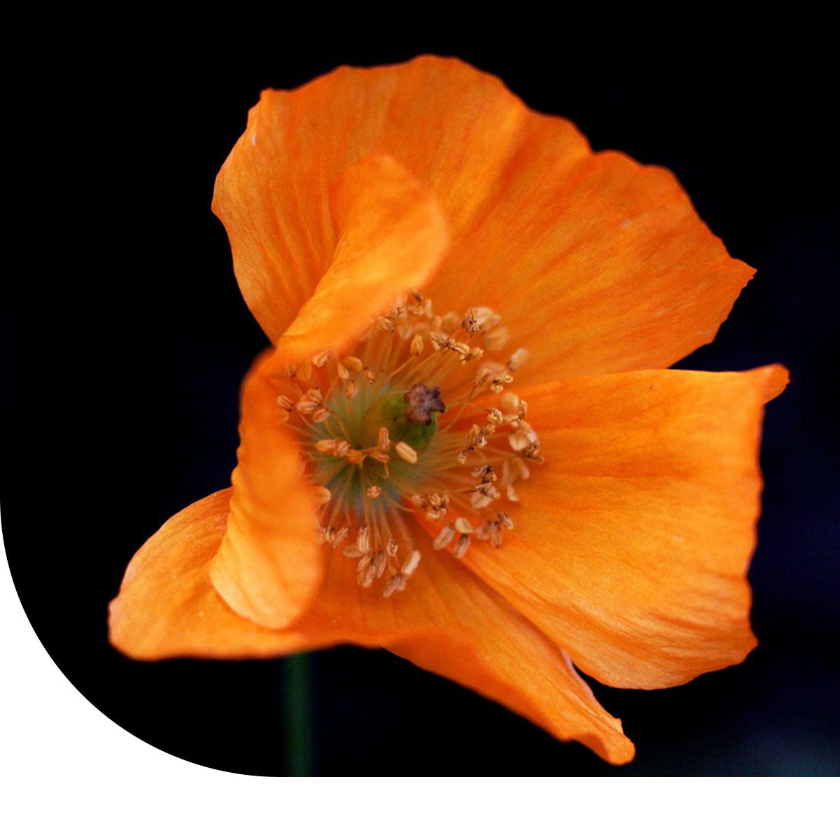 MRS Seeds & Mixtures Slaapmutsje - Eschscholzia californica