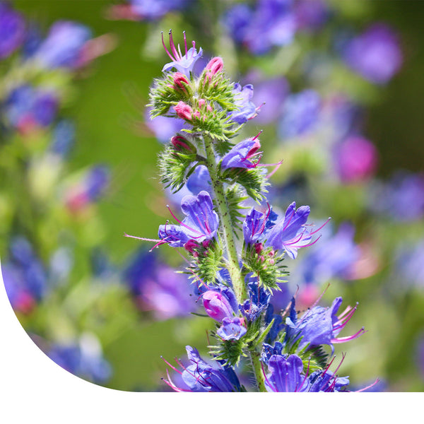 Gewöhnliche Natternkopf - Echium vulgare