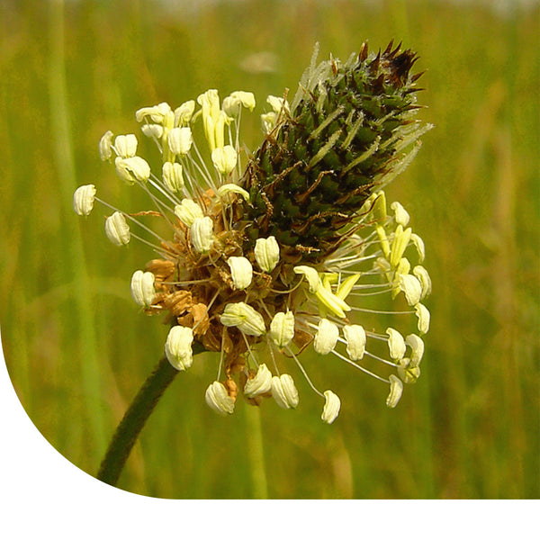 Spitzwegerich – Plantago lanceolata – Mulder Retail B.V