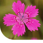 MRS Seeds & Mixtures Steenanjer – Dianthus deltoides