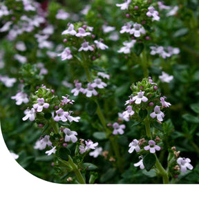MRS Seeds & Mixtures Steentijm - Calamintha nepeta