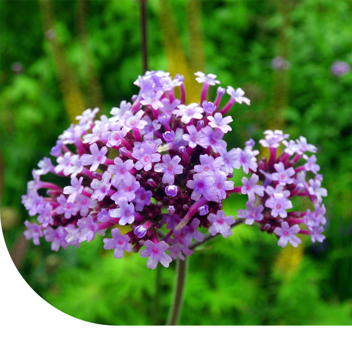 MRS Seeds & Mixtures Stijf IJzerhard - verbena bonariensis