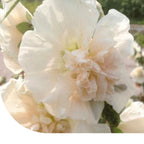 MRS Seeds & Mixtures Stokroos 'Majorette' - eenjarig