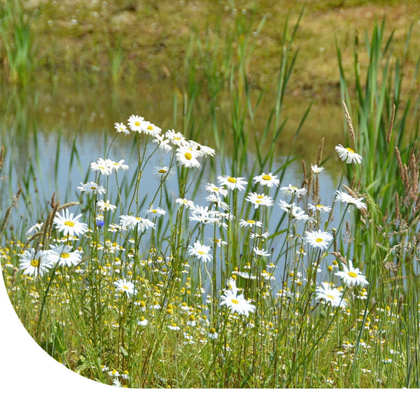 Teichuferblumenmischung