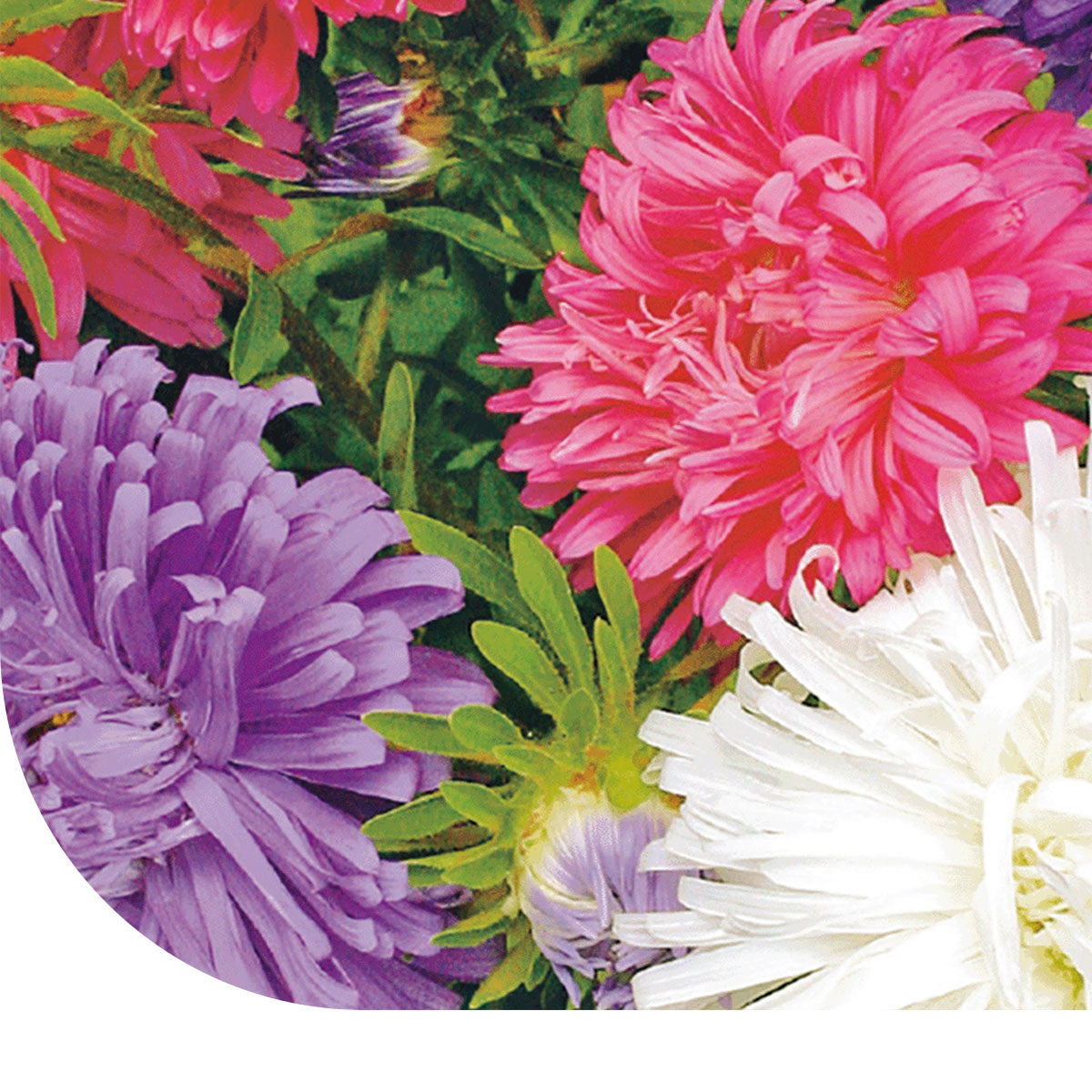 MRS Seeds & Mixtures Struisveder (Zomeraster) - gemengd