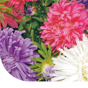 MRS Seeds & Mixtures Struisveder (Zomeraster) - gemengd