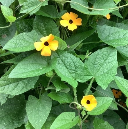 MRS Seeds & Mixtures Suzanne aux yeux noirs - Thunbergia alata [fr]