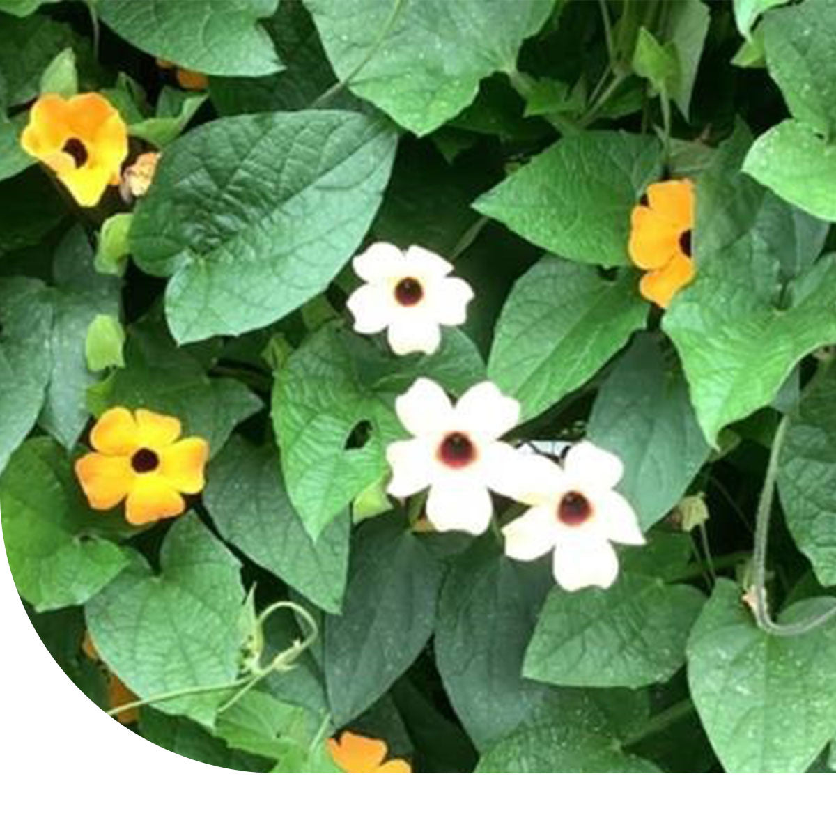 MRS Seeds & Mixtures Suzanne-met-de-mooie-ogen (gemengd) - Thunbergia alata