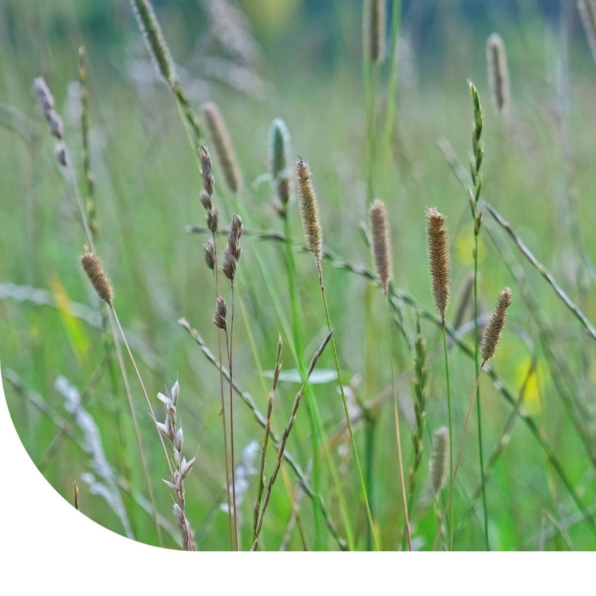 MRS Seeds & Mixtures Timotheegras - Phleum pratense [nl]