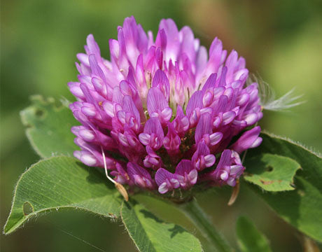 MRS Seeds & Mixtures Trèfle Rouge [fr]