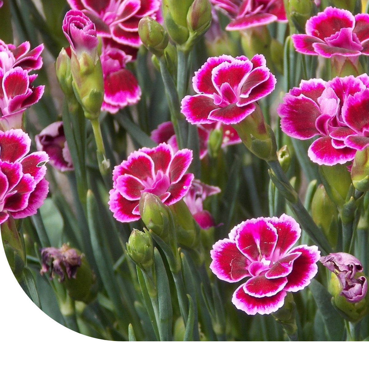 MRS Seeds & Mixtures Tuinanjer - Dianthus caryophyllus