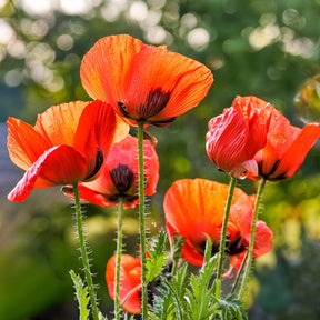 MRS Seeds & Mixtures Türkische Mohn - Papaver orientale [de]