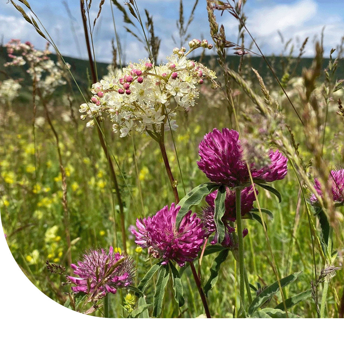 MRS Seeds & Mixtures Type BW1 - Mélange de pâturage cheval - indigène [fr]