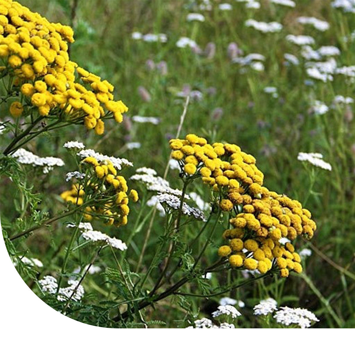 MRS Seeds & Mixtures Type G2 - Mélange de prairies fleuries (sol lourd) [fr]