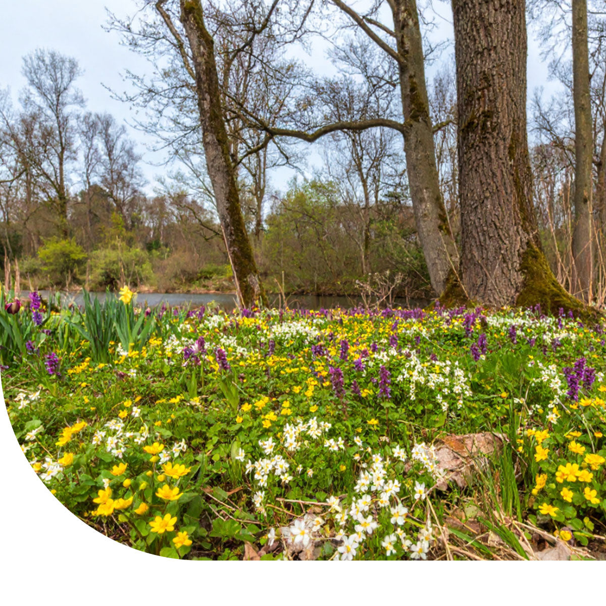 MRS Seeds & Mixtures Type G3 - Bloemrijk Grasland - Natte grond