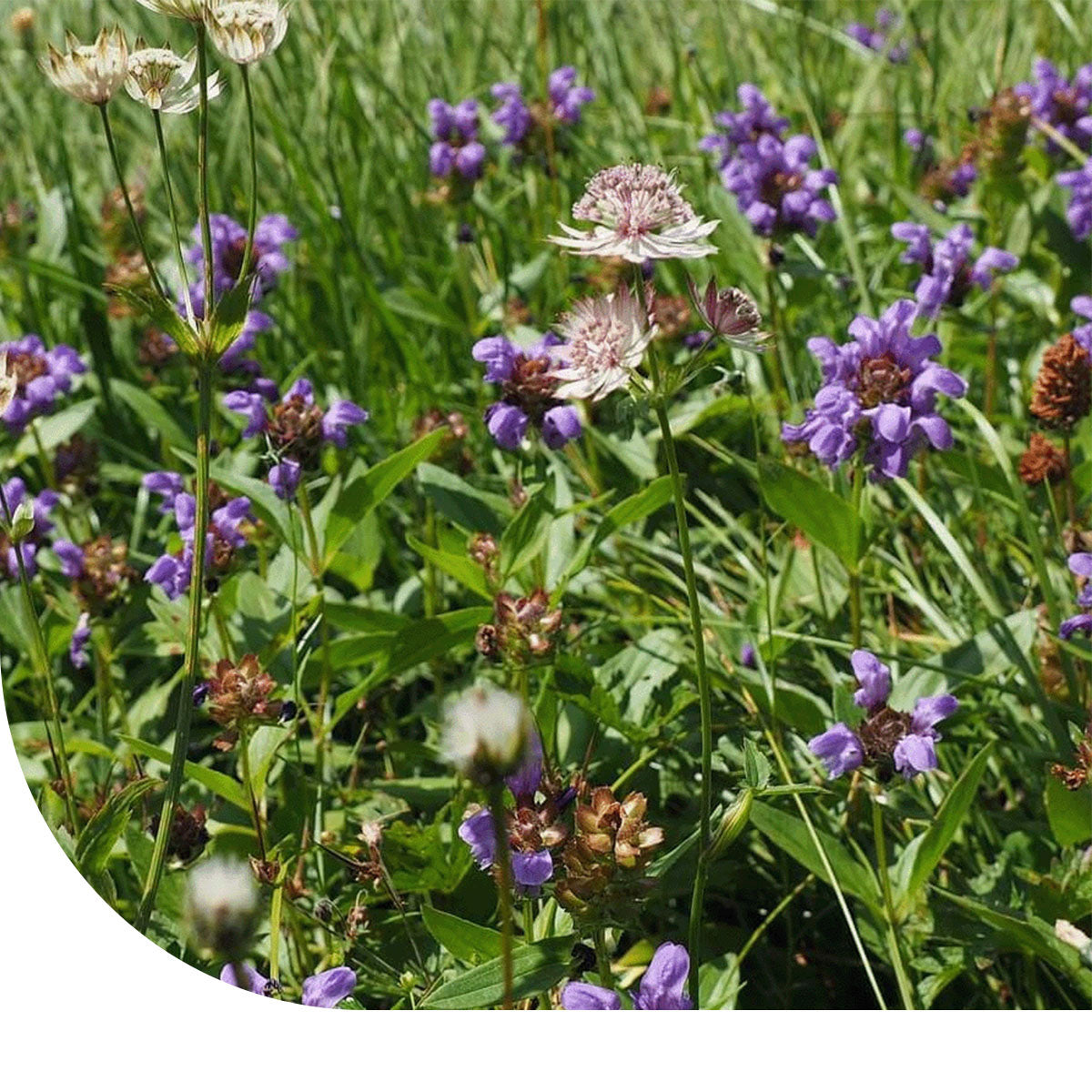 MRS Seeds & Mixtures Type G4 - Mélange de prairies fleuries - vivaces [fr]