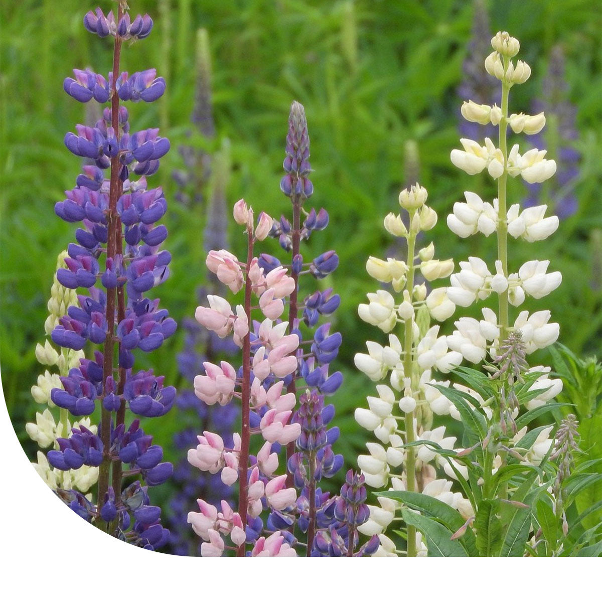 MRS Seeds & Mixtures Vaste Lupine - Lupinus polyphyllus