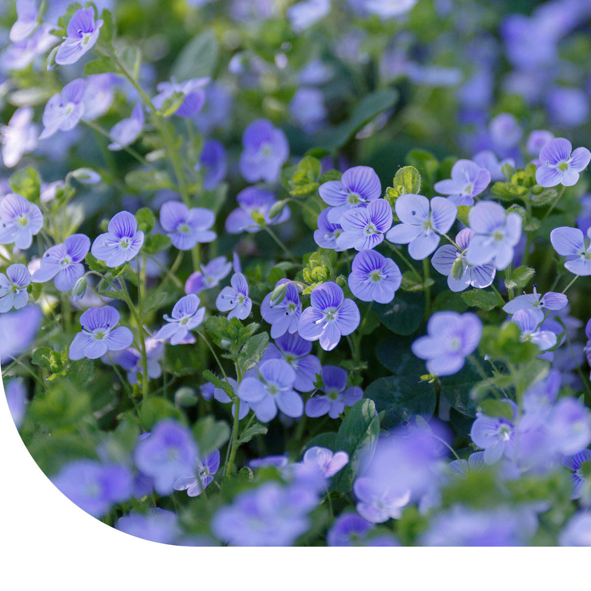 MRS Seeds & Mixtures Véronique petit-chêne - Veronica chamaedrys [fr]