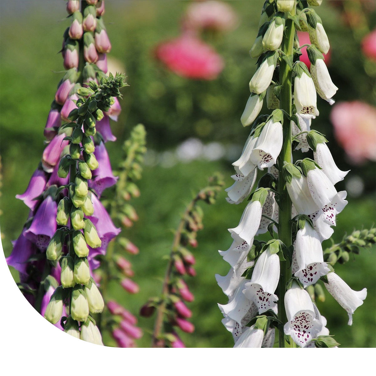 MRS Seeds & Mixtures Vingerhoedskruid - Digitalis Purpurea