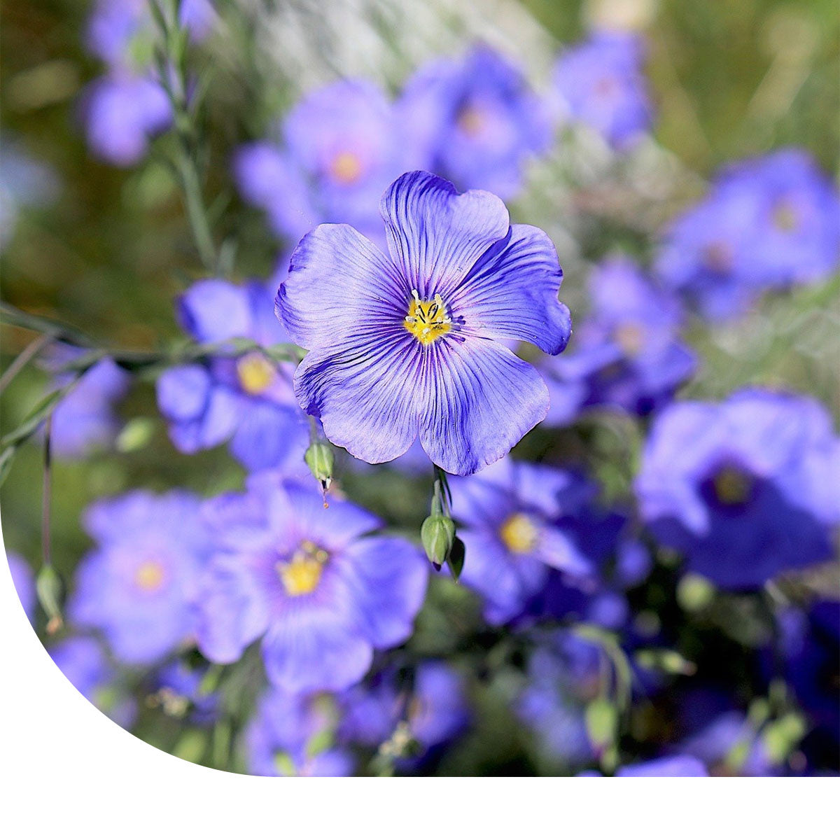 MRS Seeds & Mixtures Vlas - Linum usitatissimum