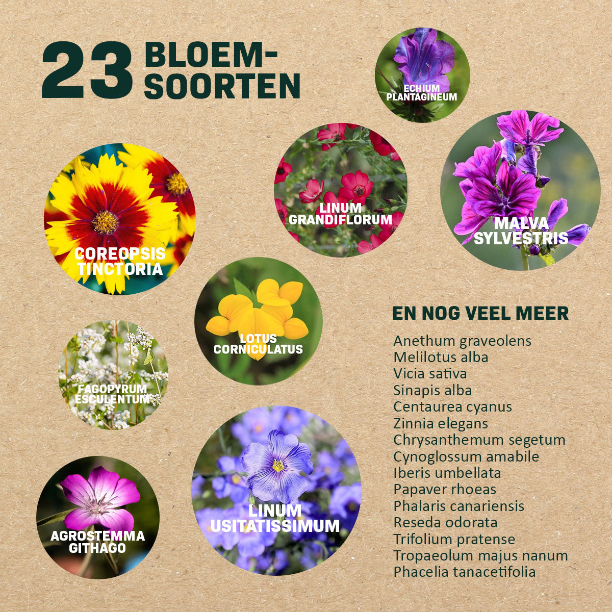 MRS Seeds & Mixtures Vlinderbloemenmengsel één-  en meerjarig [nl]