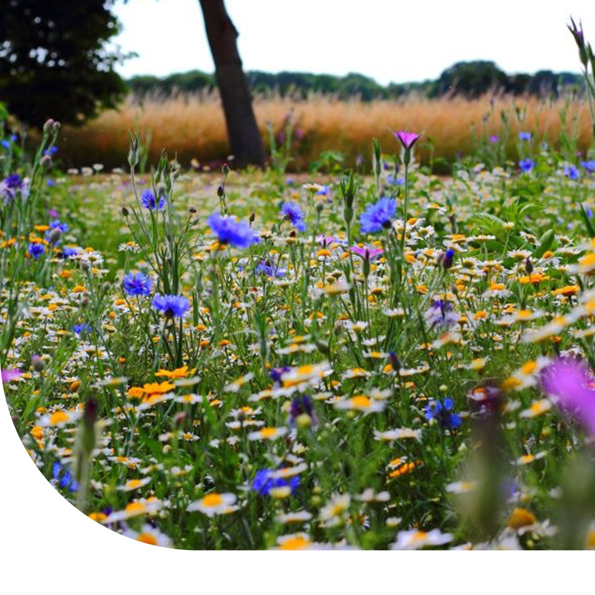 MRS Seeds & Mixtures Wildbloemenmengsel Laag 1- en meerjarig