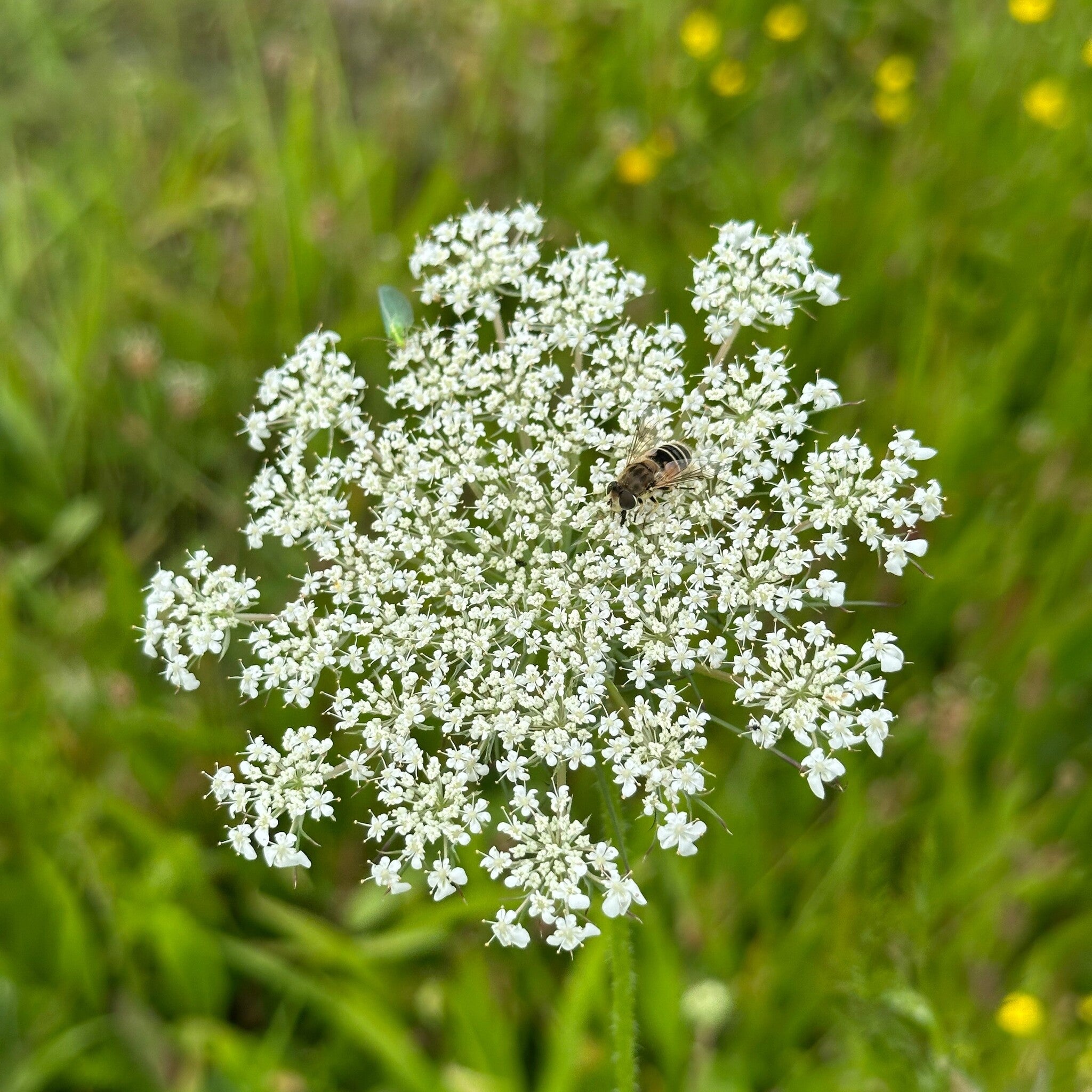 MRS Seeds & Mixtures Wilde peen - Daucus carota [nl]