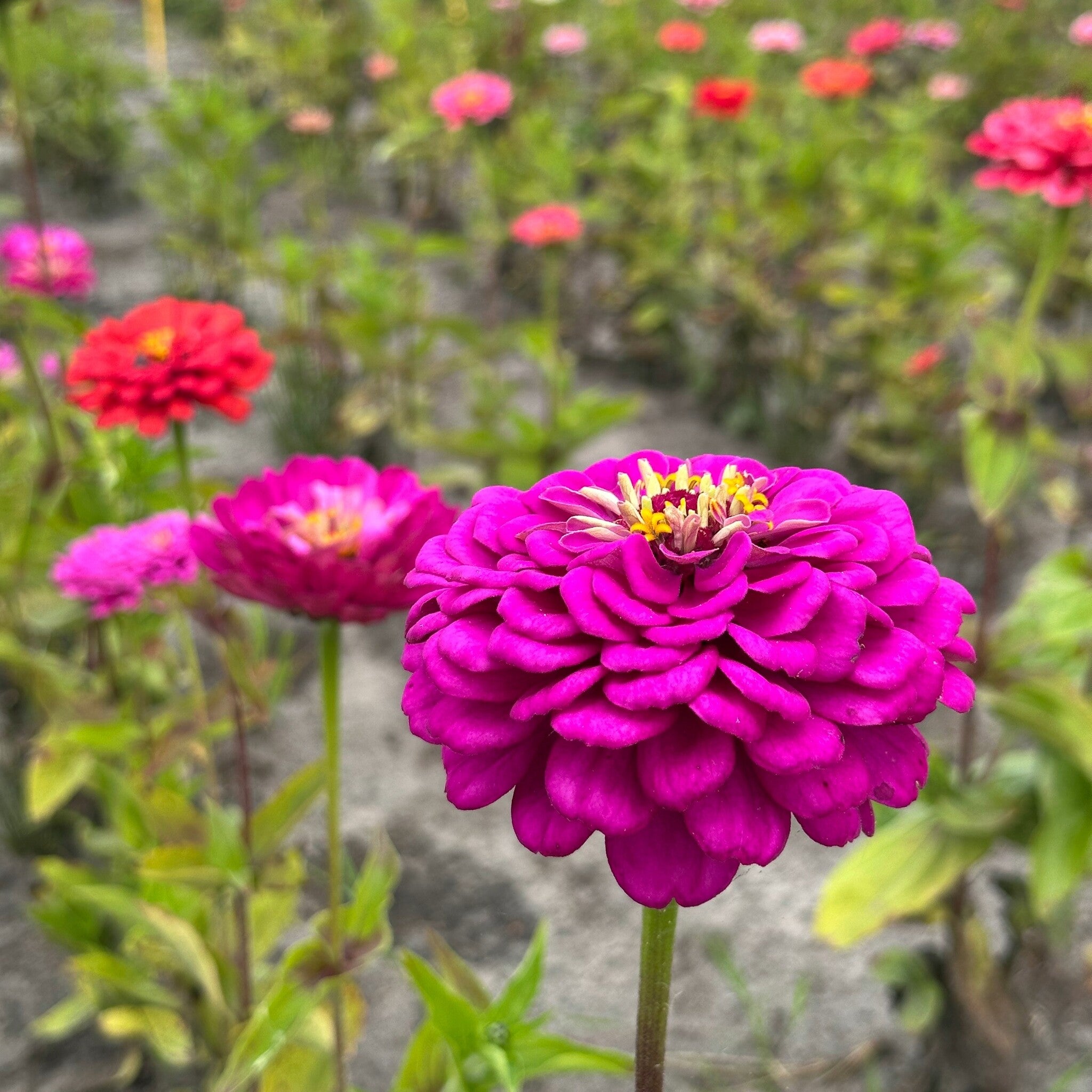 MRS Seeds & Mixtures Zinnia elegans - Lilliput Purple Gem [nl]
