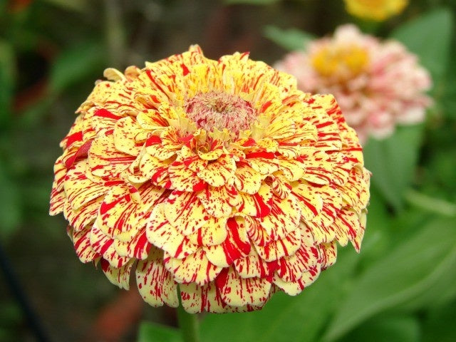 MRS Seeds & Mixtures Zinnia elegans - Peppermint Stick